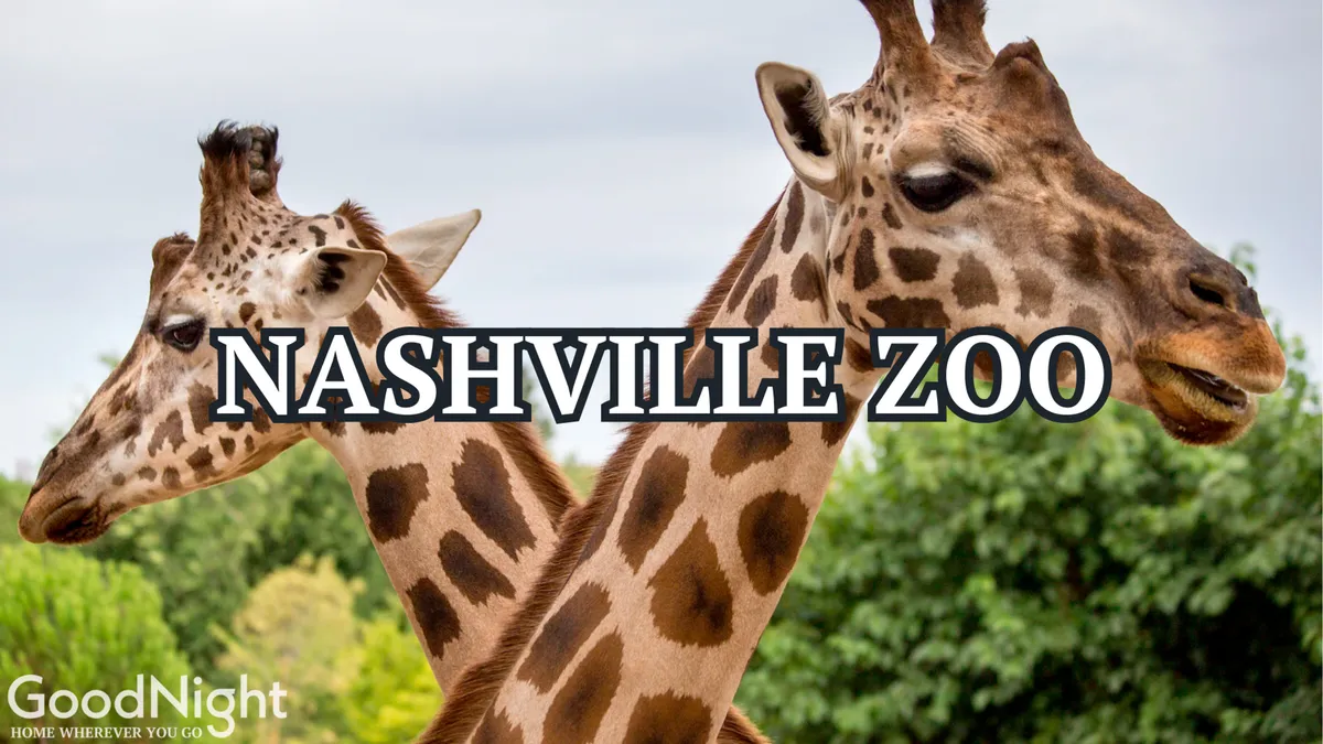 A joyful close-up of giraffes surrounded by lush green foliage at the Nashville Zoo, capturing the excitement and wonder of a family outing. The image emphasizes the up-close animal encounters and educational opportunities for children and families.
